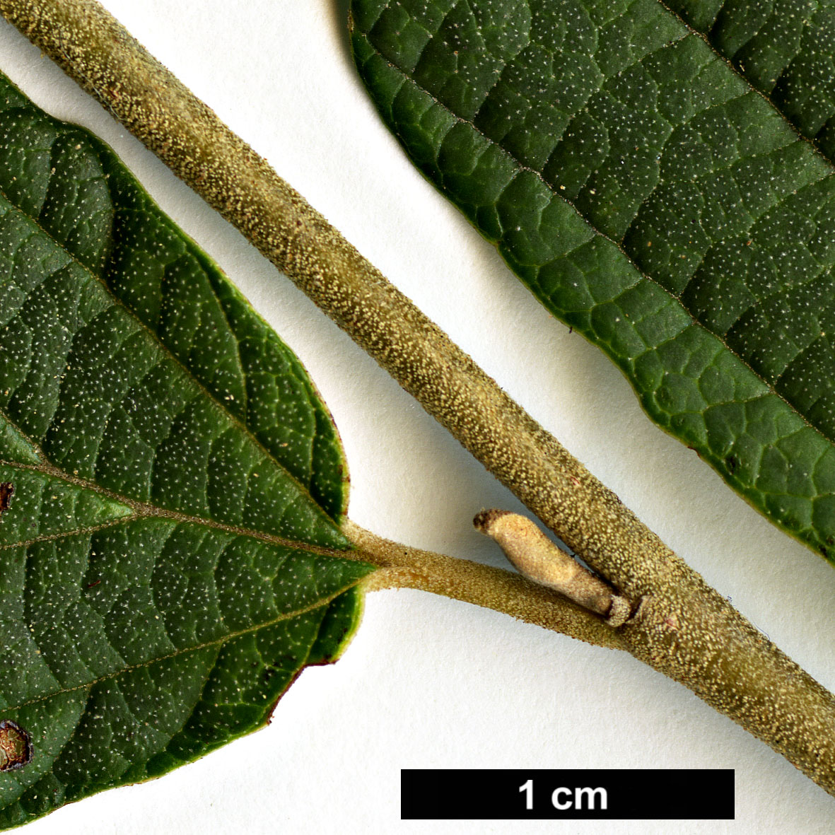 High resolution image: Family: Hamamelidaceae - Genus: Hamamelis - Taxon: japonica - SpeciesSub: var. obtusata